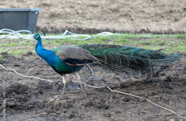 Obraz peacock roaming