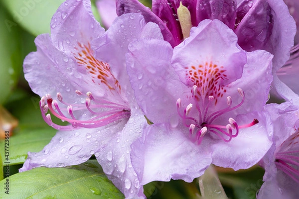 Obraz Rhododendron