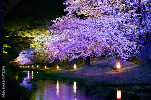 Obraz 桜のライトアップ。信玄堤。