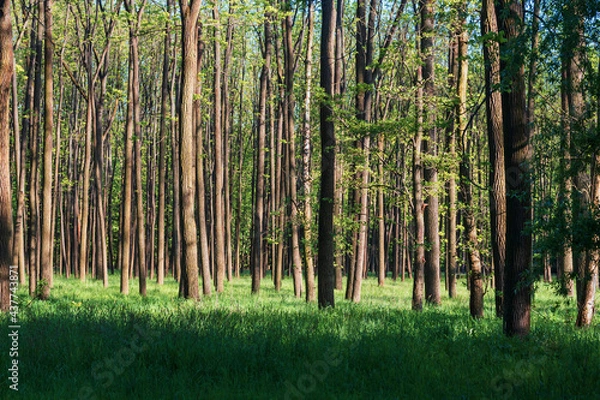 Fototapeta Forest with tall trees. There is green grass among the trees. The sun shines through the trees and shadows are visible. The sky is blue.