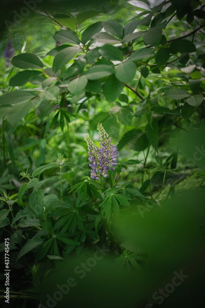 Fototapeta Wildflowers on the forest edge in sunlight and shadows. Natural background of lush green foliage with bokeh effect. Spring bloom, summer, warm season, beautiful nature concept.