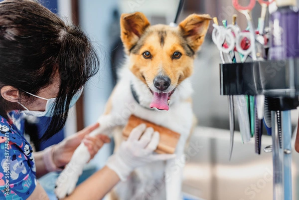 Fototapeta Cachorro en la peluquería canina