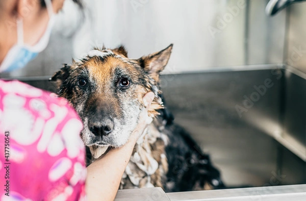 Fototapeta Perro en la bañera