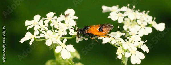 Obraz arge ochropus 1