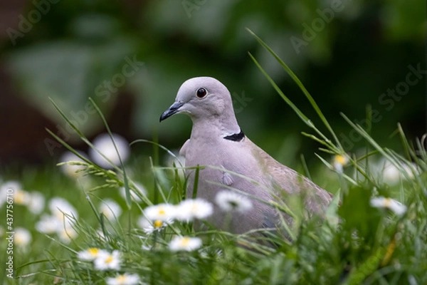 Obraz Partial view of collared dove bird in the grass in the garden