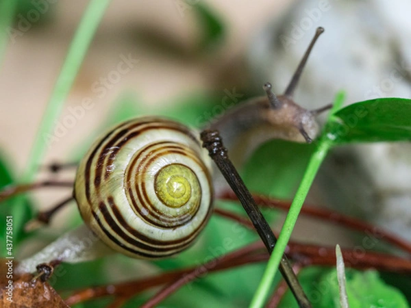 Fototapeta Colored snails in spring