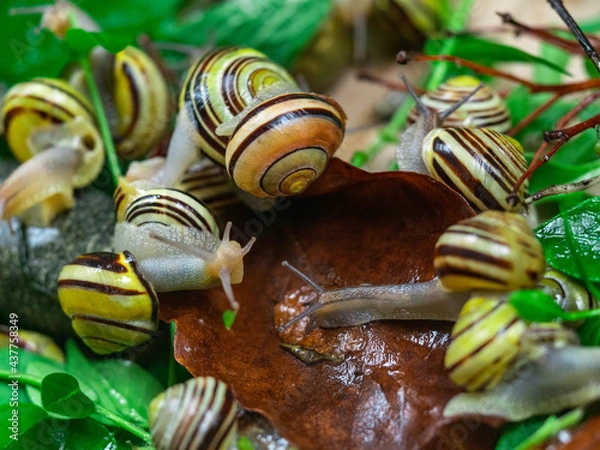 Fototapeta Colored snails in spring