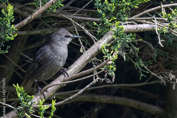 Obraz Side view of young starling bird stood on a branch in a hedge