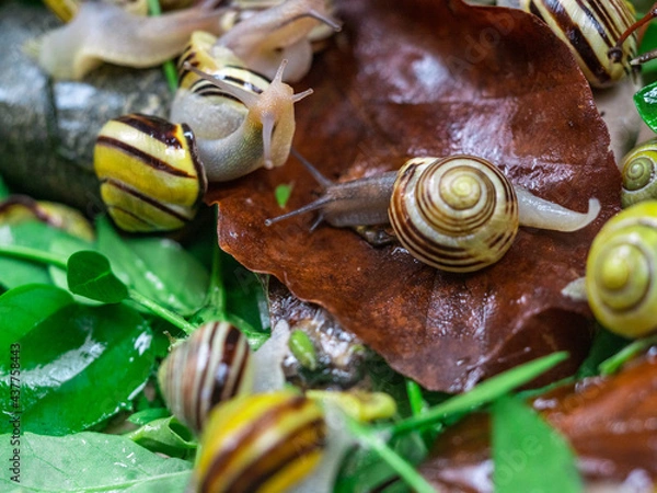 Fototapeta Colored snails in spring