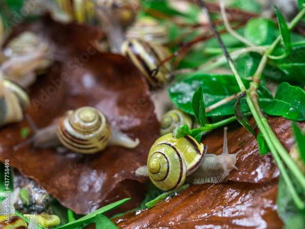 Fototapeta Colored snails in spring