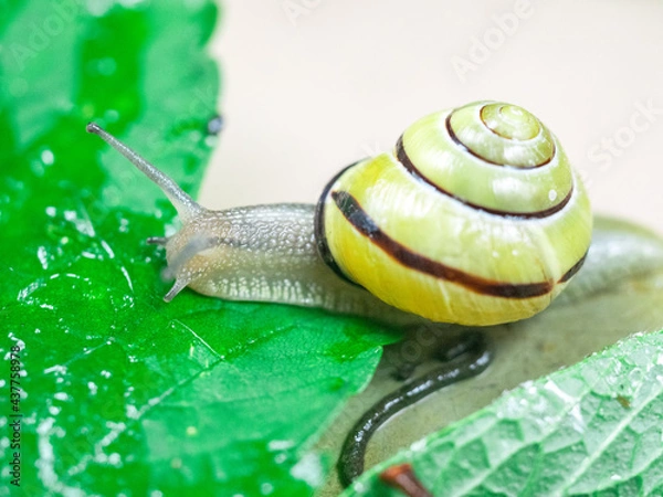 Fototapeta Colored snails in spring