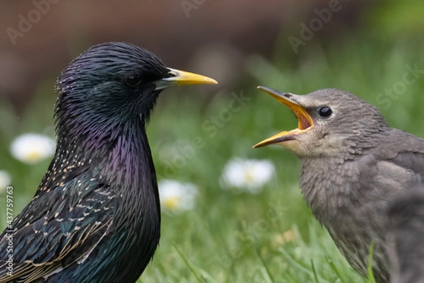 Obraz Head and shoulders partial view of mother starling facing hungry baby starling with its mouth wide open. 