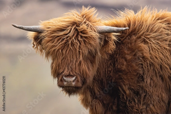 Obraz Head and shoulder photo of highland cattle young cow with shaggy hair and horns and out of focus background.