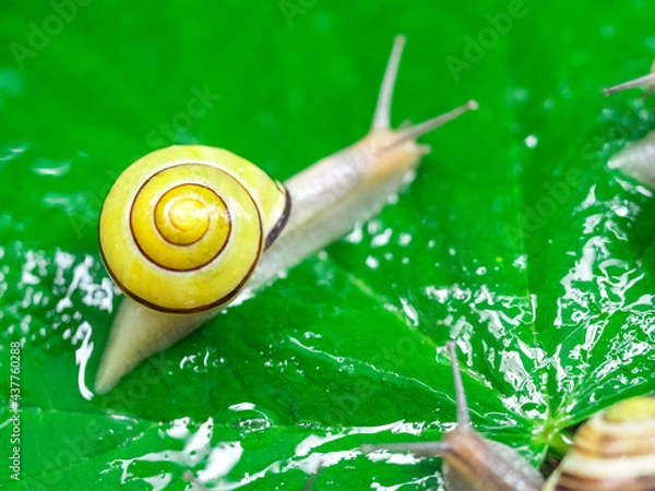 Fototapeta Colored snails in spring