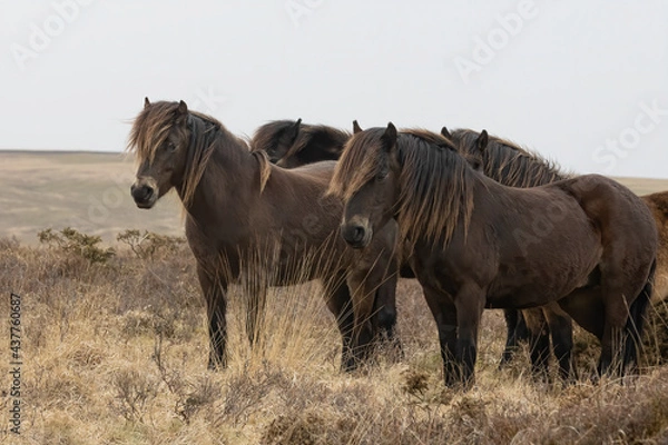 Obraz Exmoor ponies standing on barren moorland with plain sky.