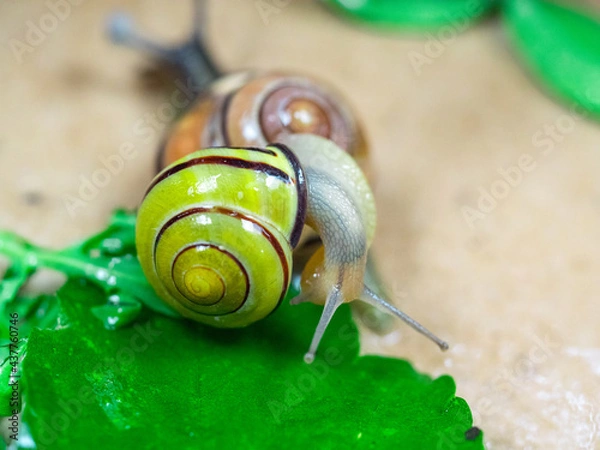Fototapeta Colored snails in spring