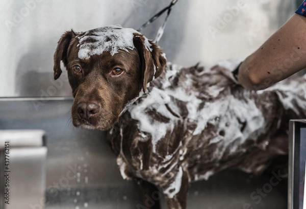 Fototapeta Perro en la bañera peluquería canina