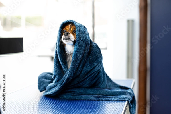 Fototapeta Perro con toalla peluquería canina