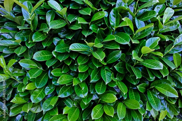 Obraz Green leaves