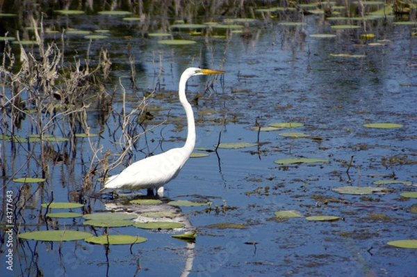 Obraz Great Egret