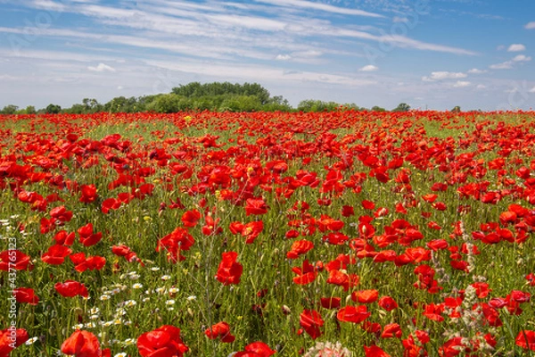 Fototapeta Vast field of red poppies under a clear blue sky
A vibrant field of blooming red poppies stretches across the landscape beneath a clear blue sky with scattered clouds, evoking a sense of tranquility 