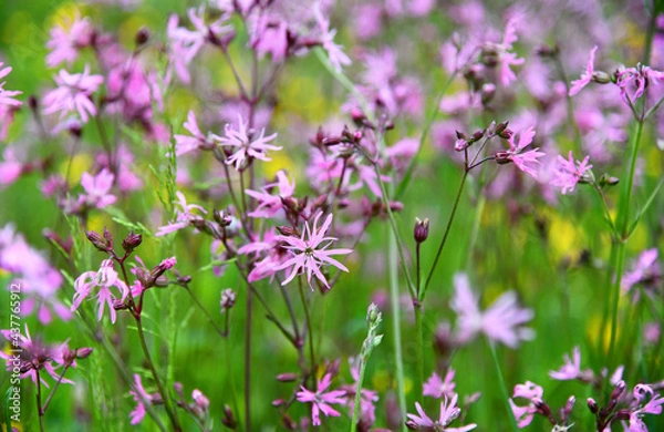 Obraz Kuckucks-Lichtnelke