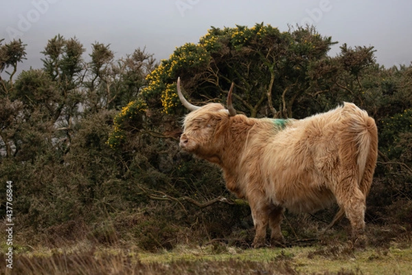 Obraz Highland cattle cow sheltering from the wind behind a bush on the moor.
