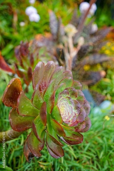 Obraz cones in the forest