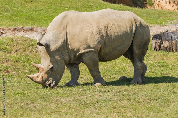 Obraz rhino in the grass