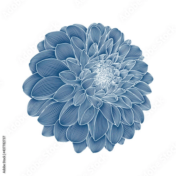 Fototapeta Isolated  hand-drawn dahlia flower. Vector element for design.