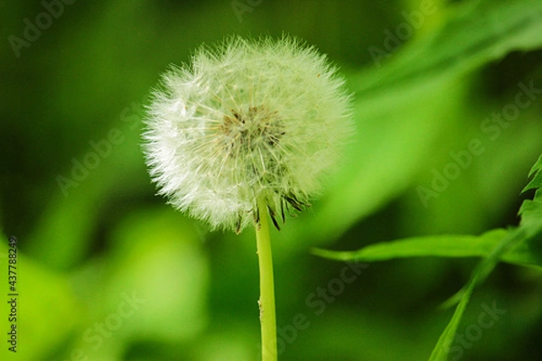 Obraz dandelion in the grass