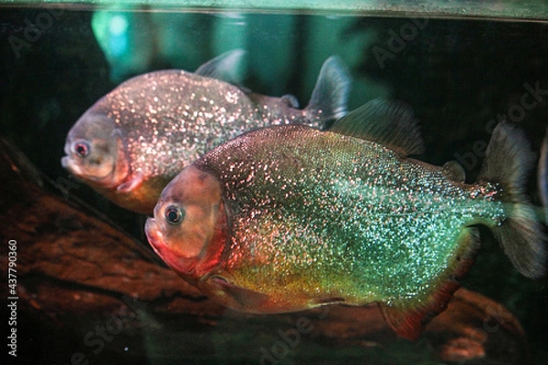 Obraz fish in aquarium