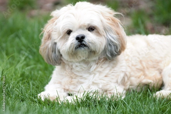Obraz Furry Lhasa Apso in Grass