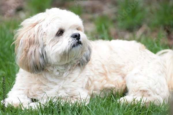 Obraz Lhasa Apso Laying in Grass Looking Up