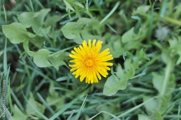 Obraz Yellow Dandelion in Grass