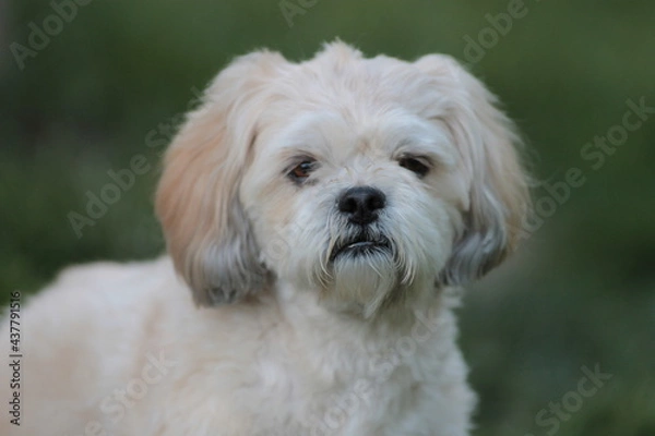 Obraz Lhasa Apso Looking at Camera in Grass