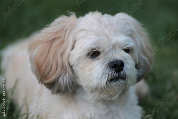 Obraz Lhasa Apso in Grass