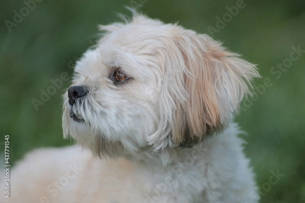 Obraz Lhasa Apso Looking to the Side