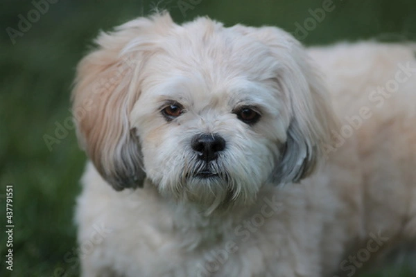 Obraz Lhasa Apso Looking at Camera