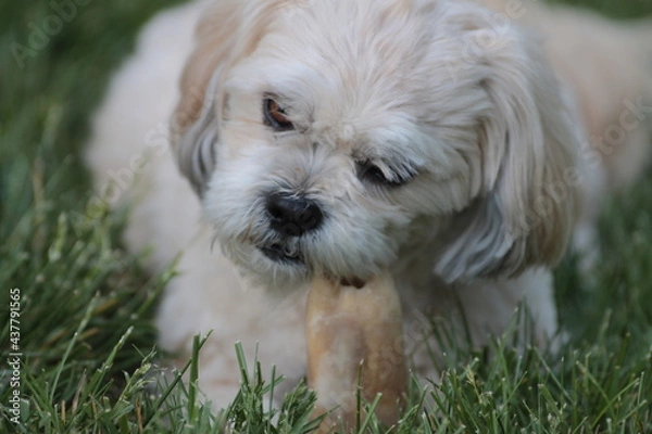 Obraz Lhasa Apso Chewing on Bone