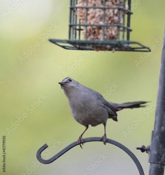 Obraz Gray Catbird Looking at Bird Feeder