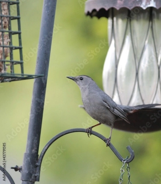 Obraz Gray Catbird Getting Ready to Get Food