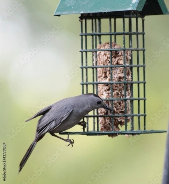 Obraz Gray Catbird on Bird Feeder
