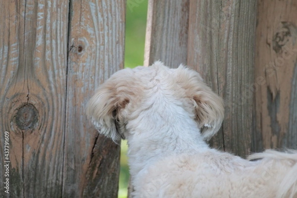 Obraz Lhasa Apso Looking Through Fence