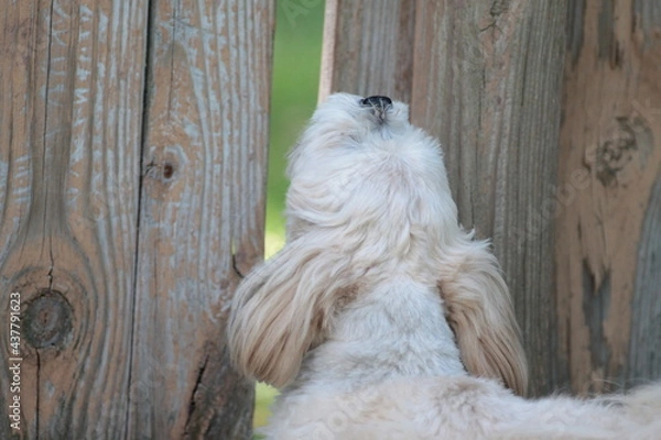 Obraz Lhasa Apso Barking and Looking Through Fence