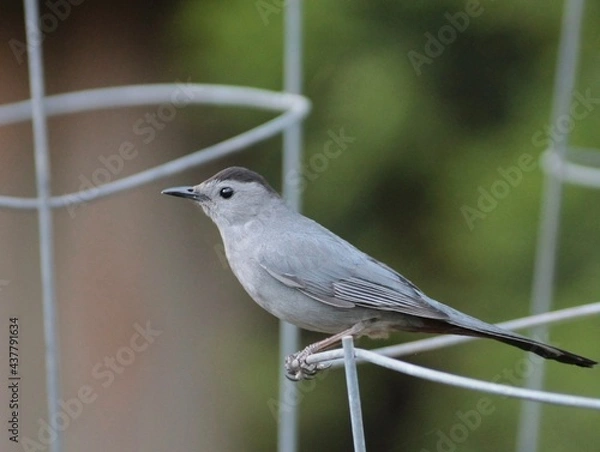 Obraz Gray Catbird Standing on Metal Wire