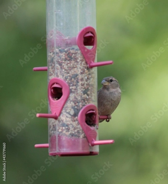 Obraz Sparrow on Bird Feeder