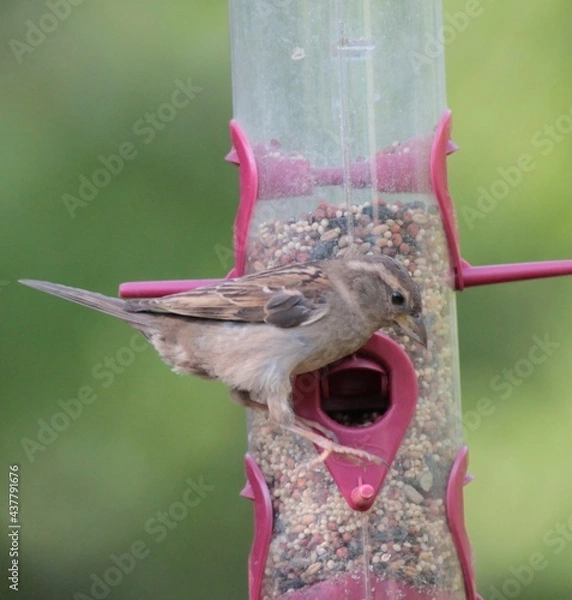 Obraz Sparrow on Bird Feeder