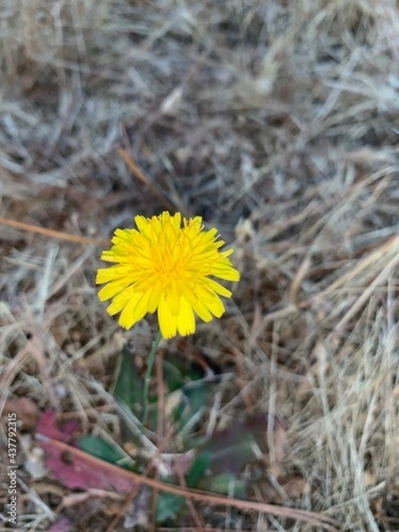 Fototapeta yellow flower