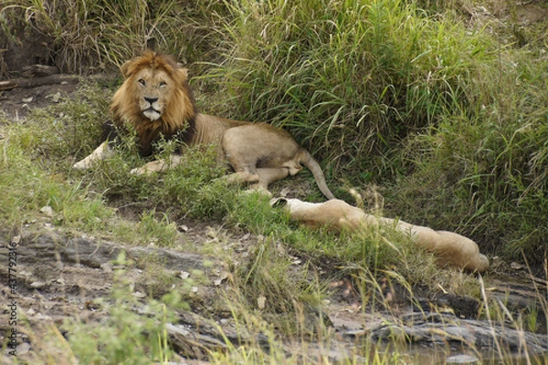Fototapeta Mating pair of lions resting by water, Masai Mara Game Reserve, Kenya